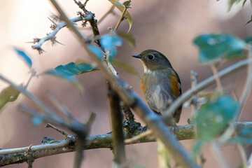 Female of Himalayan bluetail or Himalayan red-flanked bush-robin also called the Orange-flanked bush-robin (Tarsiger rufilatus) photographed near Lachen in North Sikkim, India