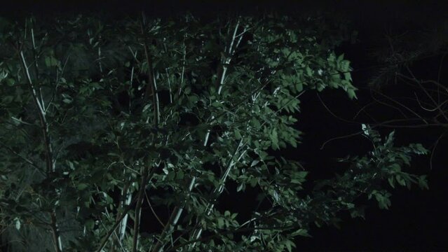 Wind blowing the branches and leaves of a tree at night.