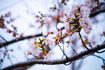 blossom