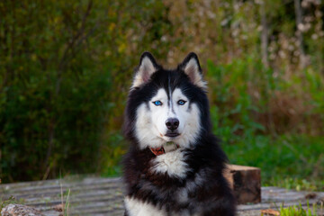 Blue eyes husky is sitting on lawn, watching around himself and waiting his owner.
