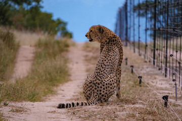 Cheeta wild animal in Kruger National Park South Africa, Cheetah on the Hunt during sunset. Cheeta...