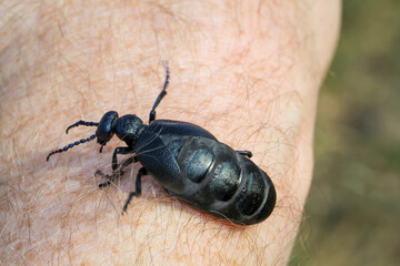 Portrait eines Schwarz Blauen Ölkäfer. Diese Käfer sind giftig und sondern eine giftige gelbe Substanz ab.