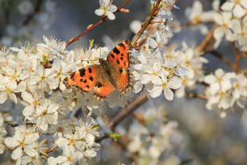 Der kleine Fuchs Schmetterling auf den Blüten eines Obstbaumes.