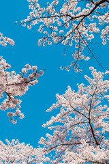 Pink and white Japanese cherry blossom tree against clear blue sky with copy space. Botany spring background. Floral minimal composition. Sakura in bloom.