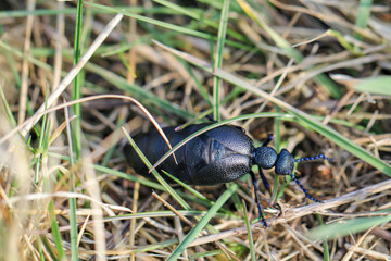 Portrait eines Schwarz Blauen Ölkäfer. Diese Käfer sind giftig und sondern eine giftige gelbe...