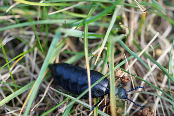 Portrait eines Schwarz Blauen Ölkäfer. Diese Käfer sind giftig und sondern eine giftige gelbe Substanz ab.