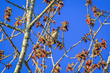 Portrait eines Stieglitz auf einem Baum im Fr&uuml;hjahr.