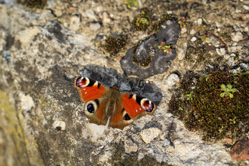 Portrait eines Tagfauenauge auf einem Stein in der Frühlingssonne.