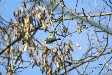 Portrait einer Blaumeise im Gestrüpp eines Busches.