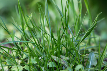 Eine Nahaufnahme mehrerer Grashalme und Löwenzahnblätter.