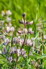 Flowers and buds of pink lupine closeup on a blurred background.