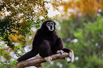 Gibbon on the tree in the zoo.