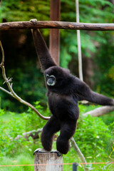 Gibbon on the tree in the zoo.