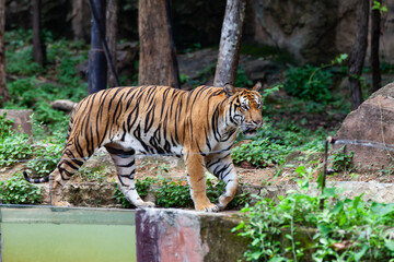 Fototapeta na wymiar The tiger in the zoo looks at the electric wire, looking for a way out of the cage.