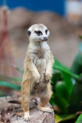 suricate, meerkat in the zoo park.
