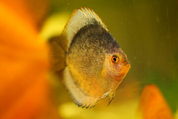 Portrait eines schönen farbigen Diskus Diskusbuntbarsch in einem Schwarzwasser Aquarium.  © boedefeld1969
