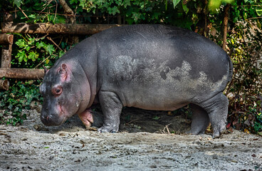 Young hippopotamus near the fence in its enclosure. Latin name - Hippopotamus amphibius