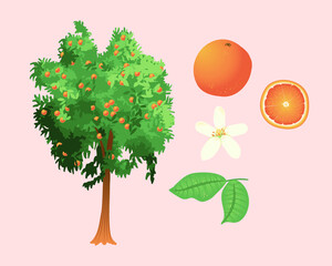 오렌지 나무 꽃 열매 벡터 일러스트
