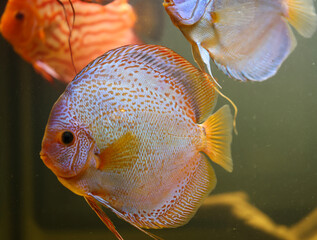 Portrait eines schönen farbigen Diskus Diskusbuntbarsch in einem Schwarzwasser Aquarium.
