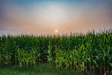 Edge of Corn Field at Early Morning