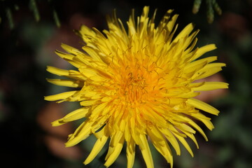 flower field spring blossom leaf