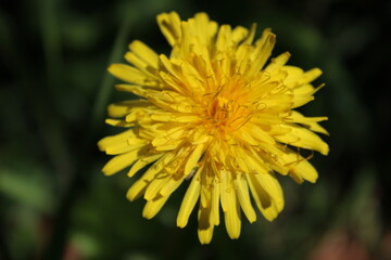 flower field spring blossom leaf