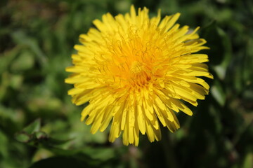 flower field spring blossom leaf