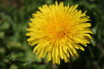 flower field spring blossom leaf