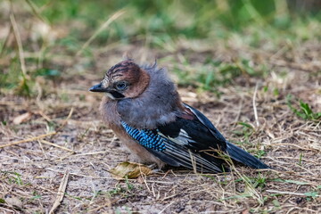 Jay bird on the ground close-up against the background of the forest in summer