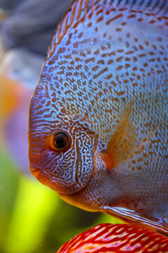 Portrait eines sch&ouml;nen farbigen Diskus Diskusbuntbarsch in einem Schwarzwasser Aquarium.
