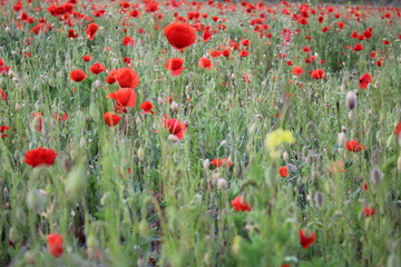 flower field spring blossom leaf