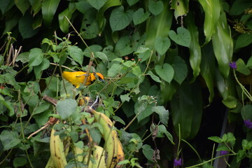 Costa Rica - Puntarenas