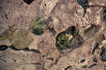 A fragment of a garden path made of natural stone slabs after rain