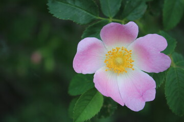 flower field spring blossom leaf