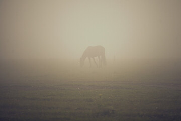 One horse in fog. Misty landscape with horse grazing on meadow