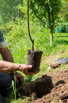Fruit tree sapling in man's hand. Planting apple orchard. Gardening concept.