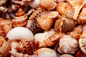 a lot of different empty sea shells, natural background, macro details