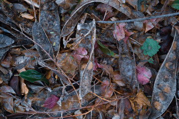 Dry branches and leaves fallen in the forest lie on the ground