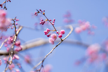 咲き始めの桜