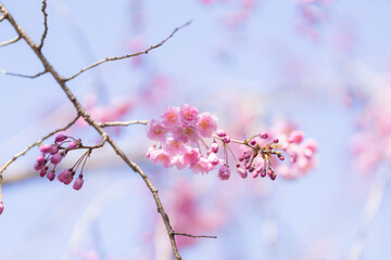 咲き始めの桜