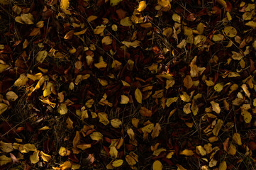 Autumn. Colorful leaves lie on the grass.