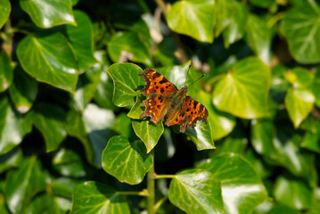 Comma butterfly (Polygonia c-album) with open wings sitting on a green plant in Zurich, Switzerland