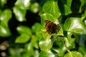 Comma butterfly (Polygonia c-album) with partially open wings sitting on a green plant in Zurich, Switzerland