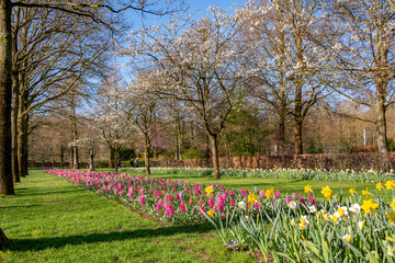 Dutch blooming tulip fields in the spring near Amsterdam, Netherlands