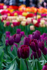Dutch blooming tulip fields in the spring near Amsterdam, Netherlands