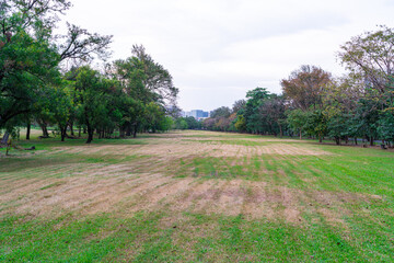Green meadow grass in city park with tree forest