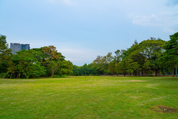 Green meadow grass in city park with tree forest