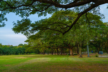 Green meadow grass in city park with tree forest