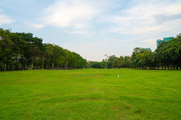 Green meadow grass in city park with tree forest