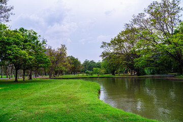 Green meadow grass in city park with tree forest